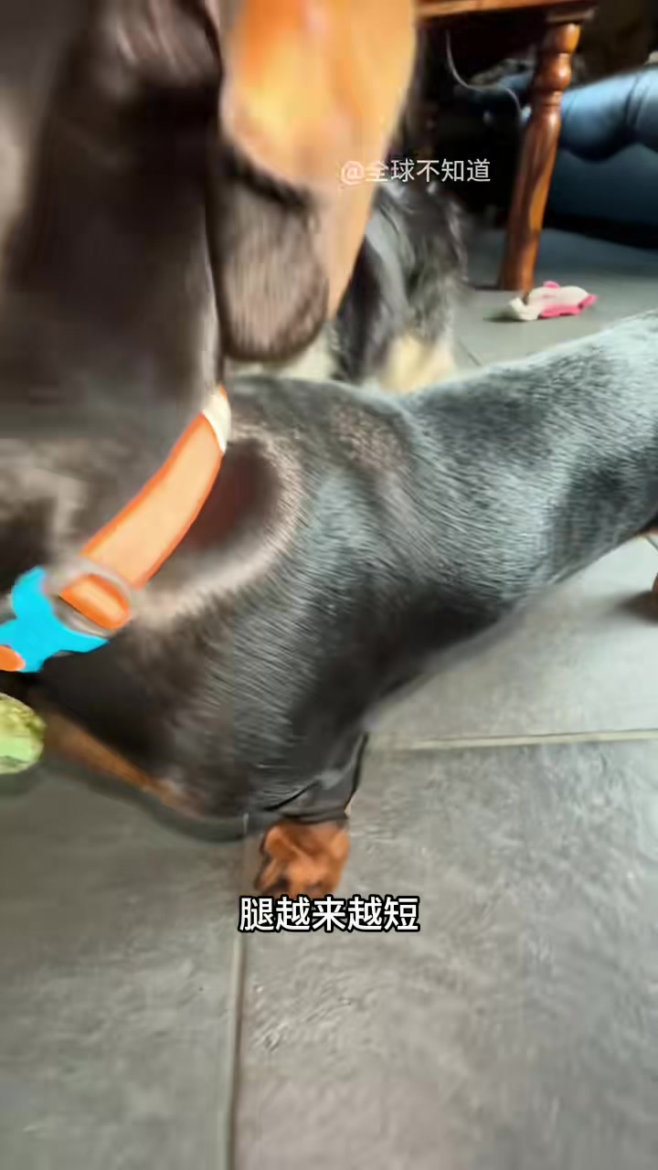 有人平板支撑坚持不了一分钟，而腊肠狗一辈子都在平板支撑