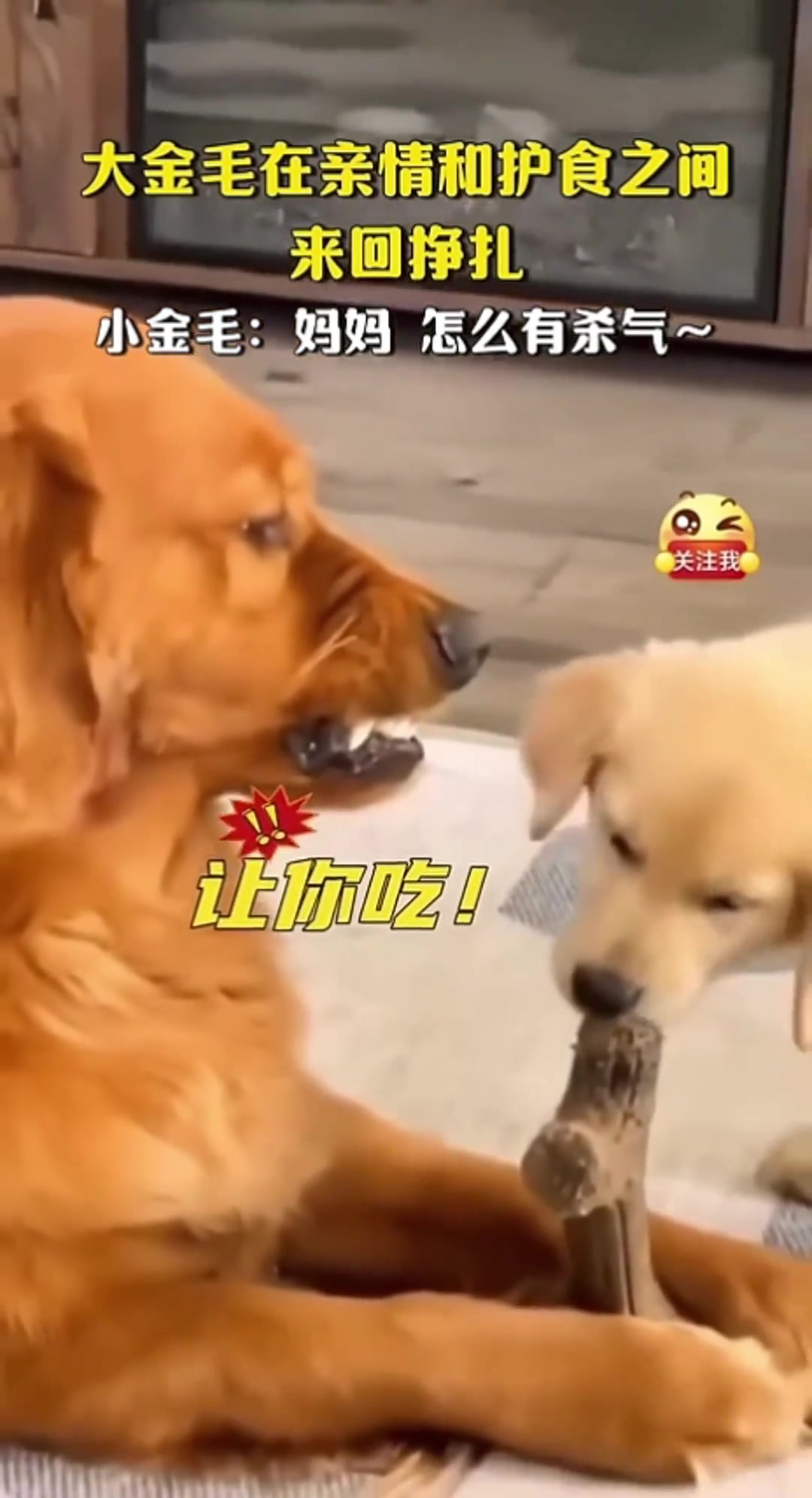 这是亲生的，这是亲生的，不能咬，不能咬！