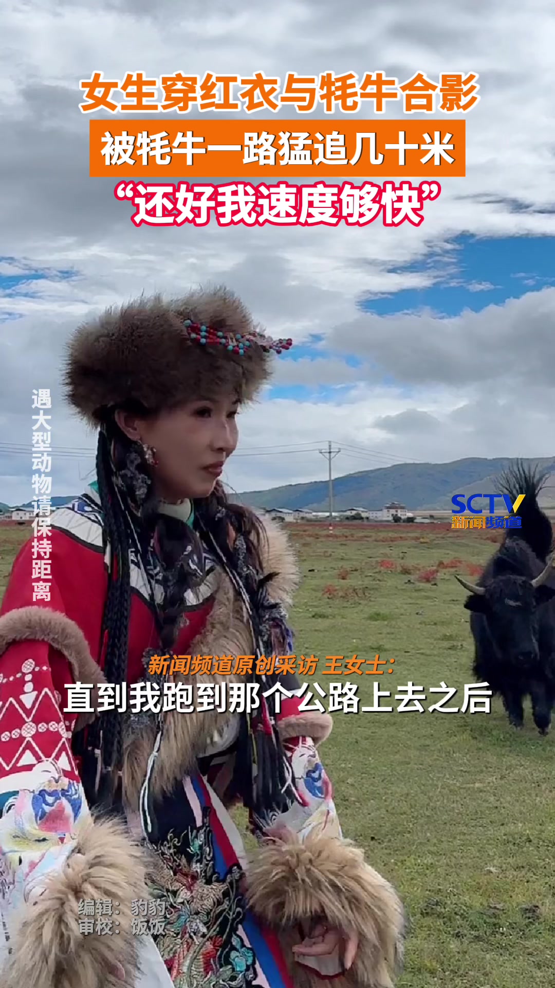 美女穿红衣和牦牛合影被狂追！