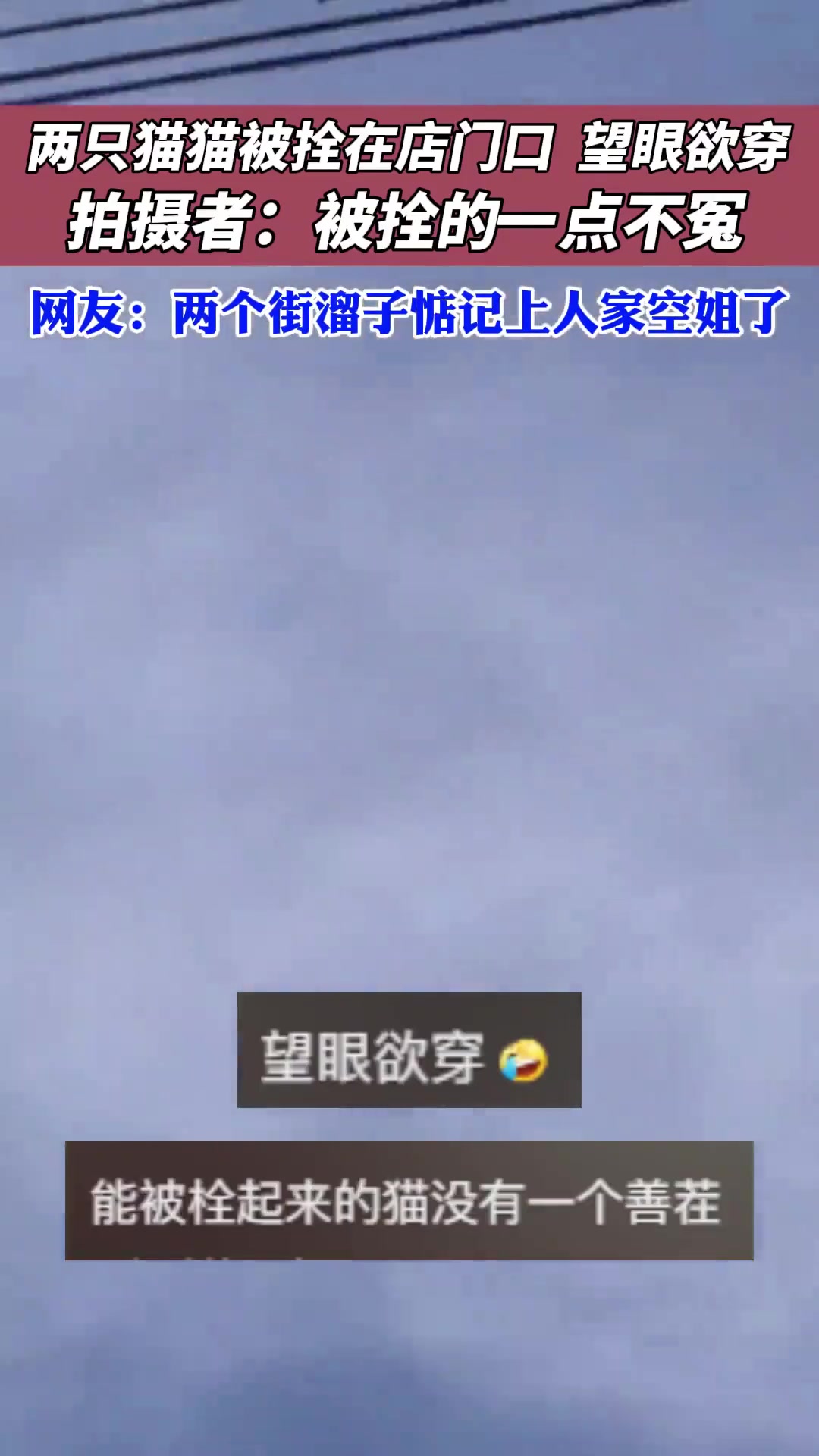 两只猫猫被拴在门口望眼欲穿拍摄者：被拴的一点都不冤