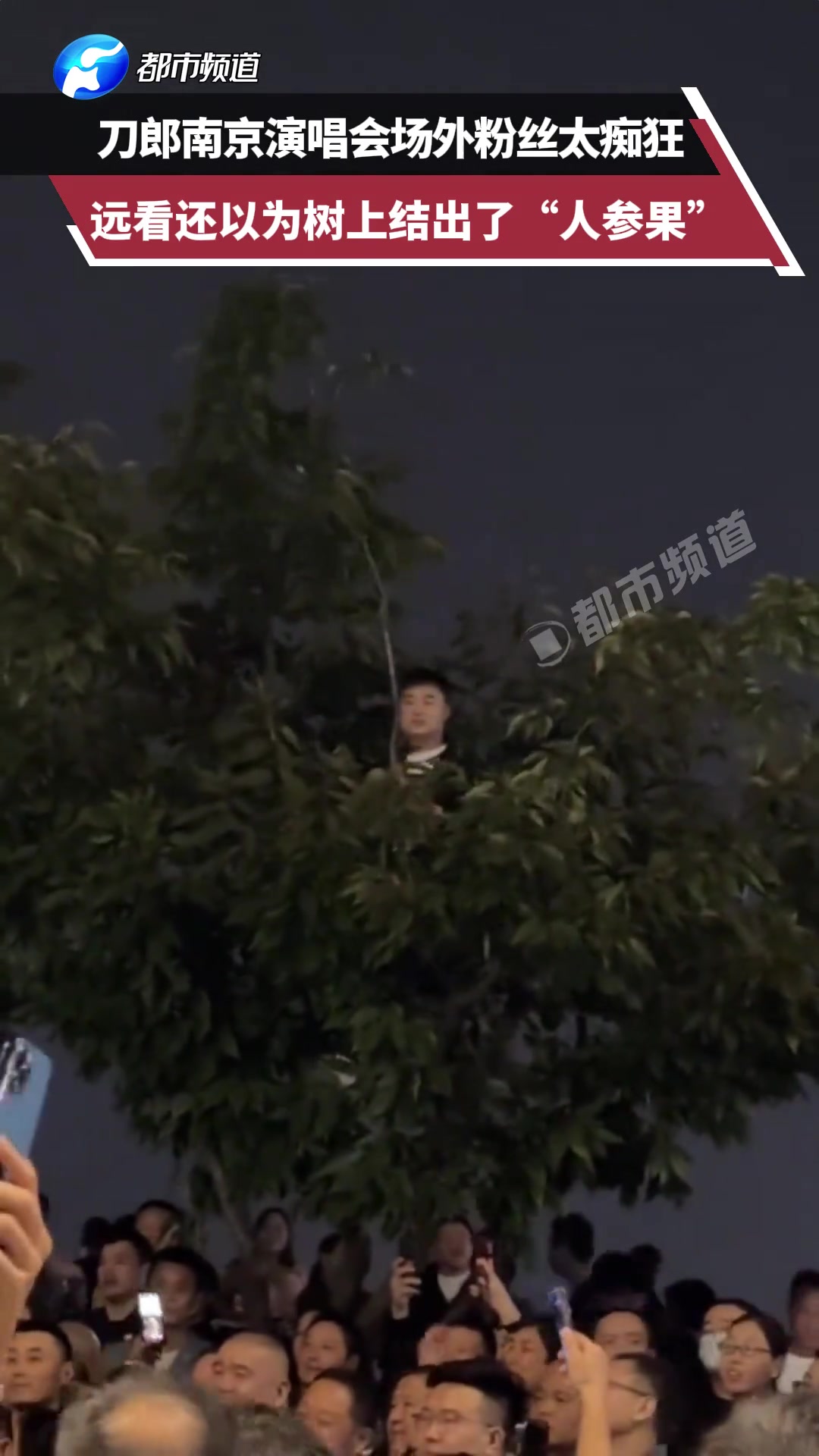 刀郎南京演唱会场外粉丝太痴狂，远看还以为树上结出了“人参果”