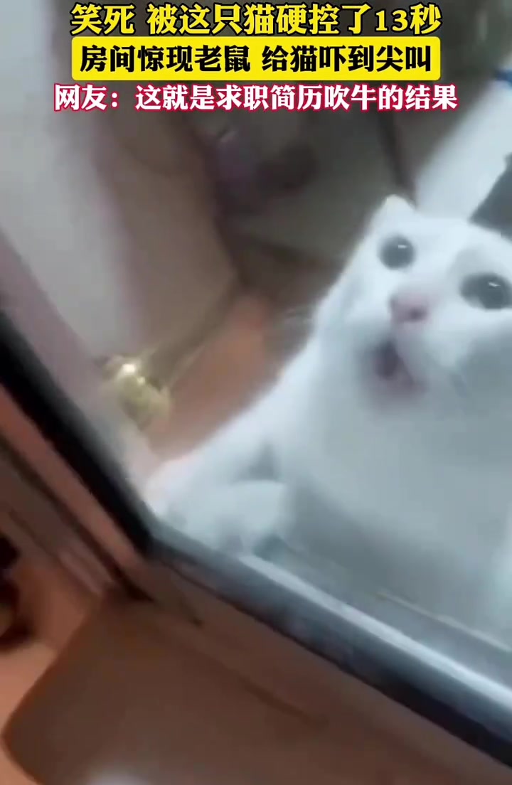 房间惊现老鼠，给猫吓得尖叫，屋里三个生物此刻都很绝望！