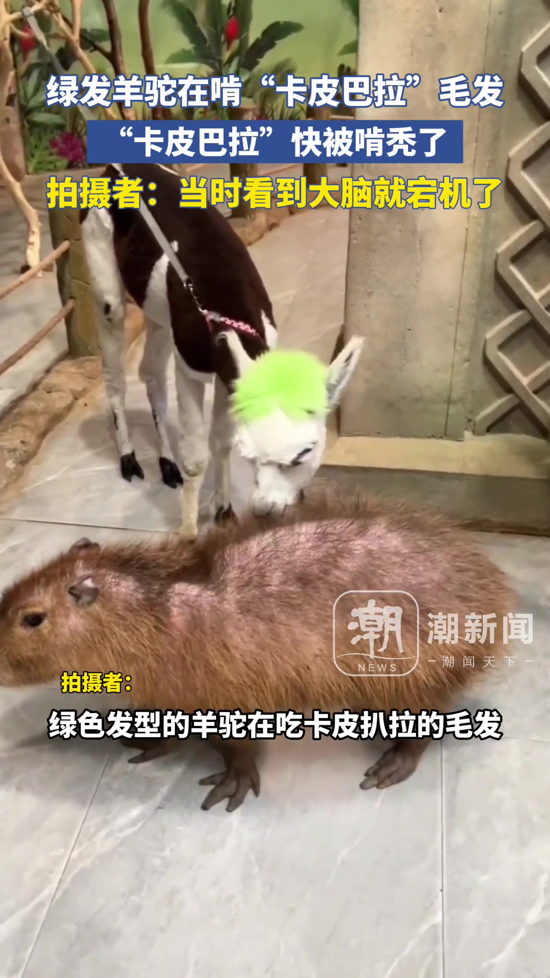 大脑直接宕机！卡皮巴拉的毛发很好吃吗