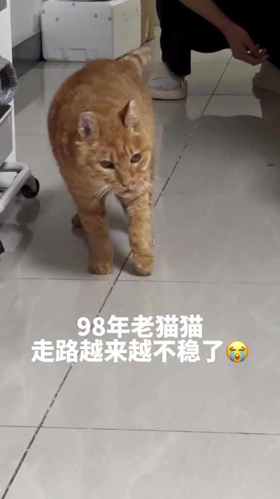 98年橘猫老黄走路看着都不容易啊