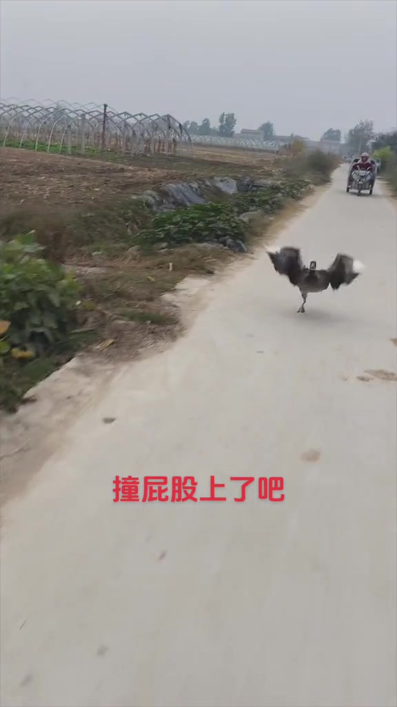 来个懂的，靠谱的告诉我，这是鹅还是鸭，还是大雁啊