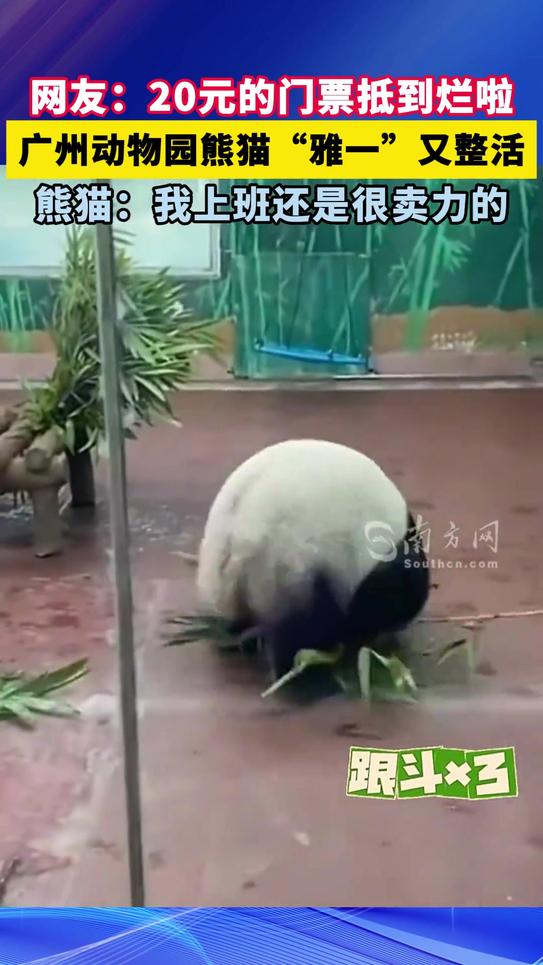 广州动物园熊猫“雅一”又整活了！
