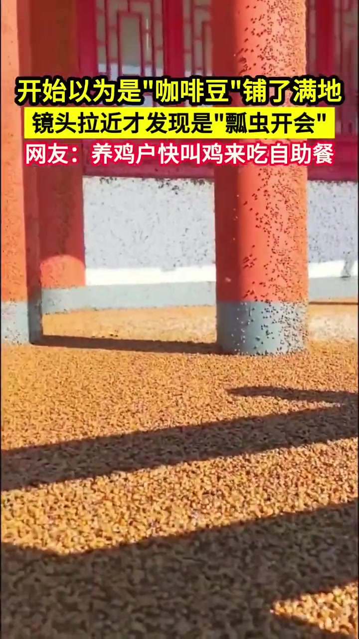 开始以为是“咖啡豆”铺了满地，镜头拉近才发现是“瓢虫开会”
