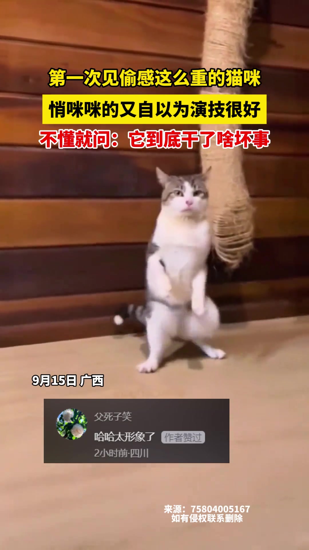第一次见偷感这么重的猫咪，悄咪咪的又自以为演技很好
