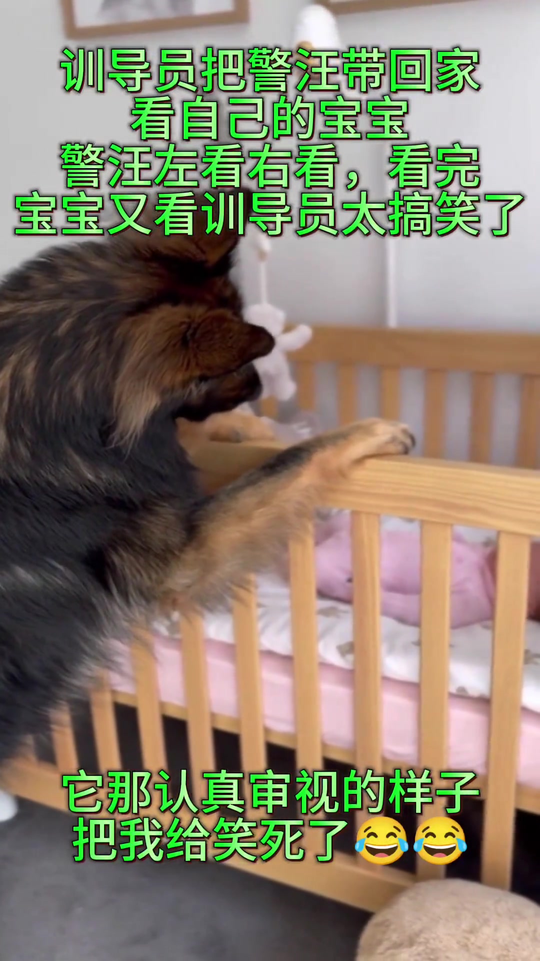 它的眼神里充满了温柔，像看家人又像看自己的孩子