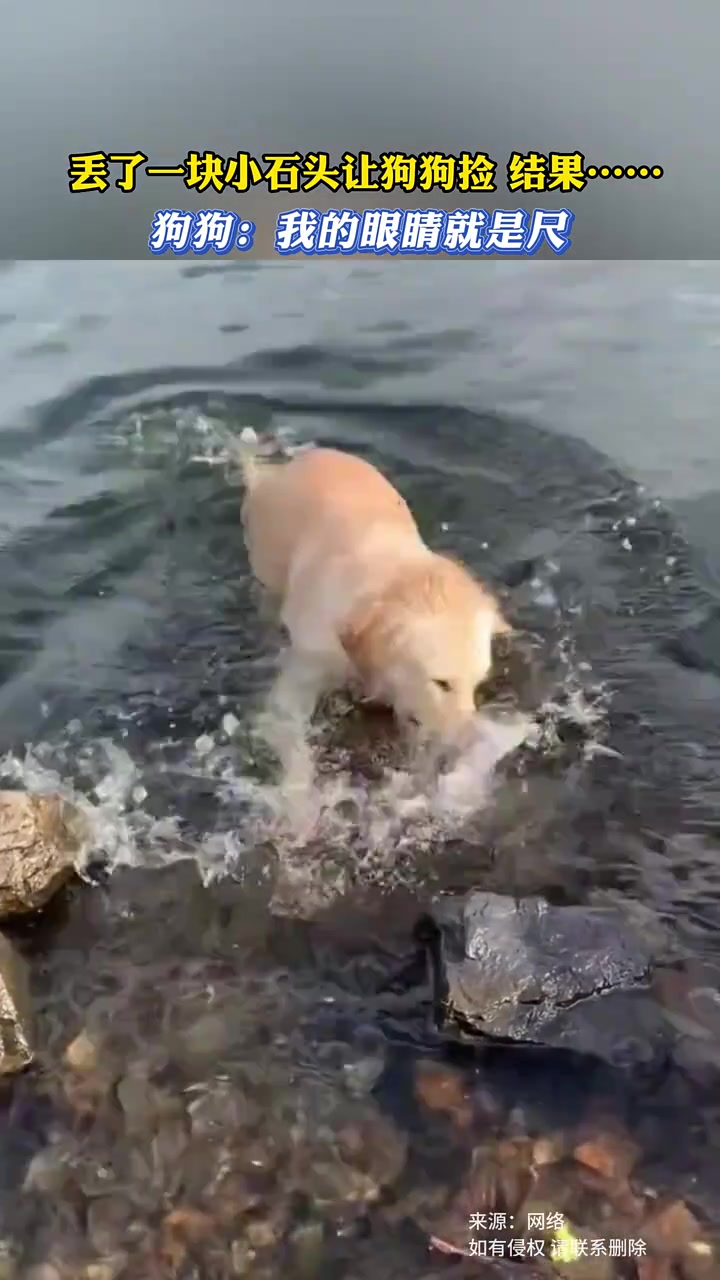 丢了一块小石头让狗狗捡，结果