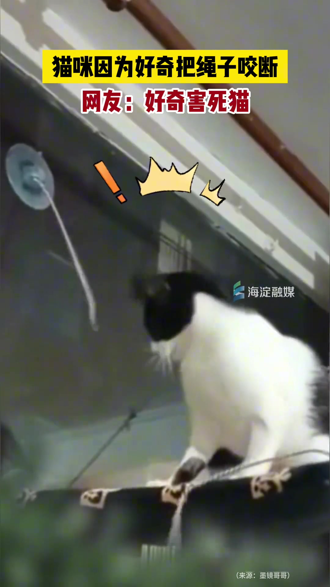 猫咪因为好奇把绳子咬断，网友：好奇害死猫