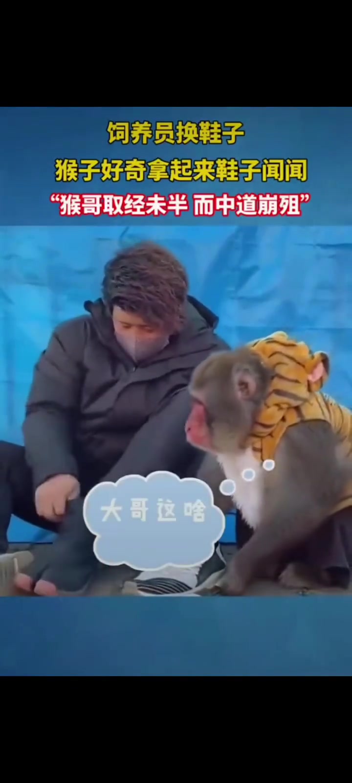 饲养员换鞋子，猴子好奇拿起来鞋子闻闻