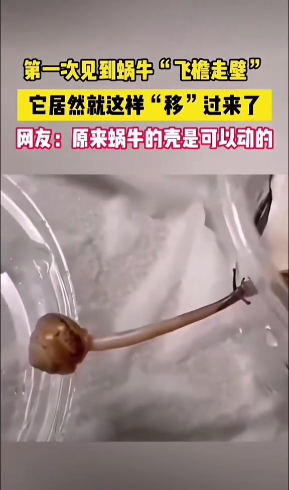 蜗牛壳像缆车一样就过去了