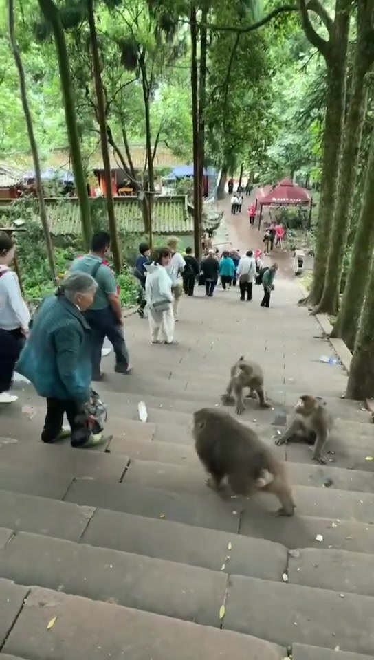 峨眉山的猴子：不留下“买路钱”休想路过