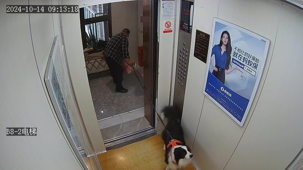 差点被电梯带去汪星，看看边牧如何命大脱困