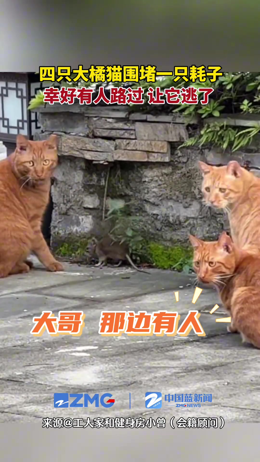 四只大橘猫围堵一只耗子，幸亏有路人经过转移猫大哥注意力