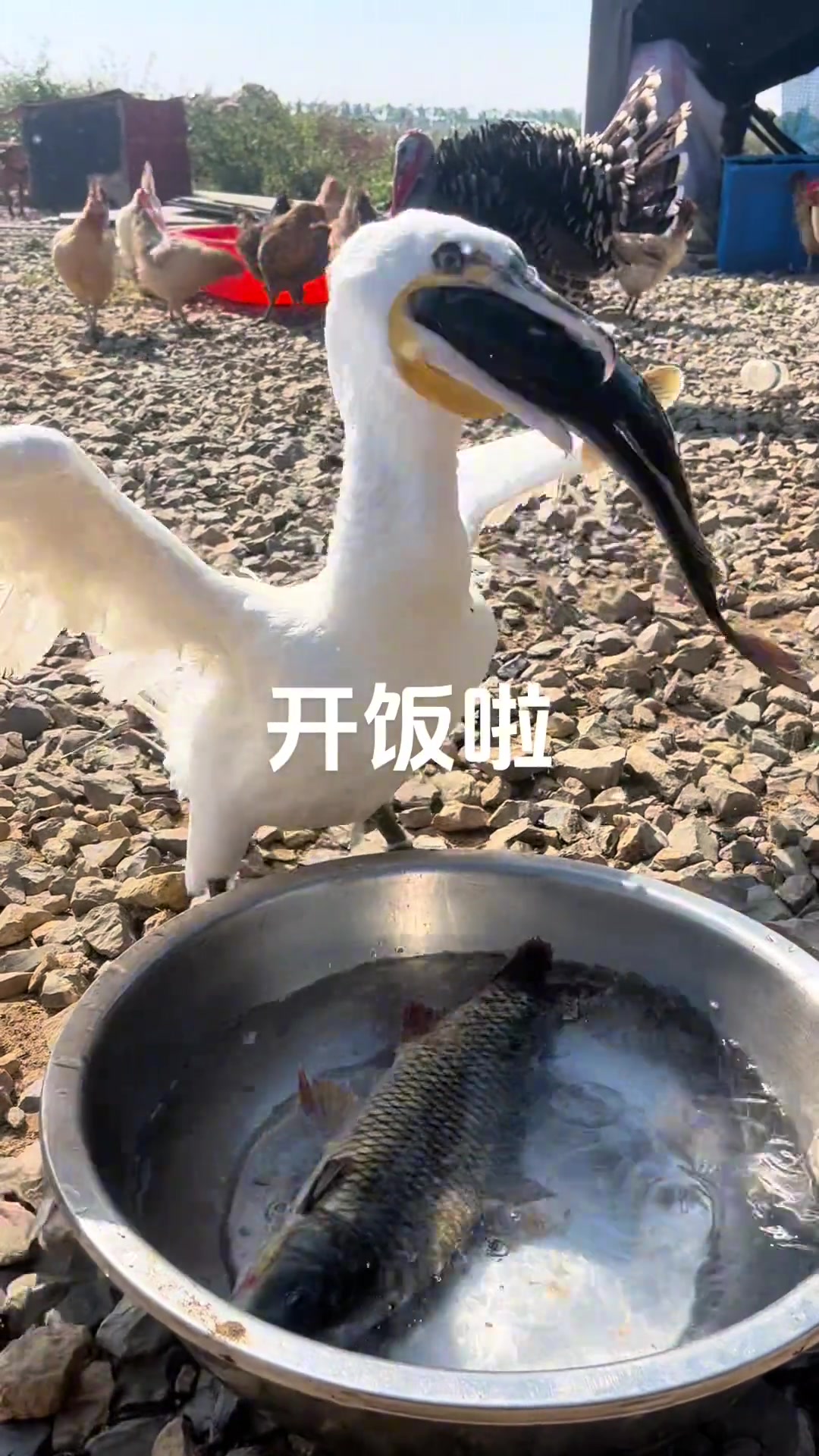 这会不会消化不良啊！！