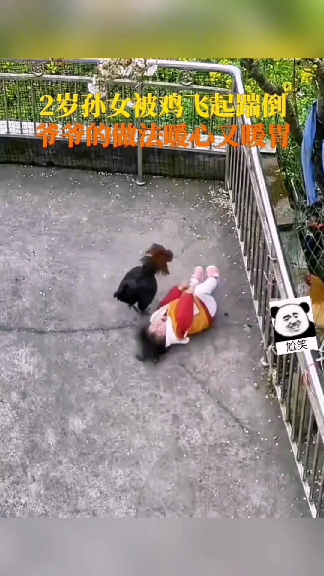 2岁孙女被鸡踹倒，奶奶发现后立刻跑来解救，爷爷磨刀炖鸡“报仇