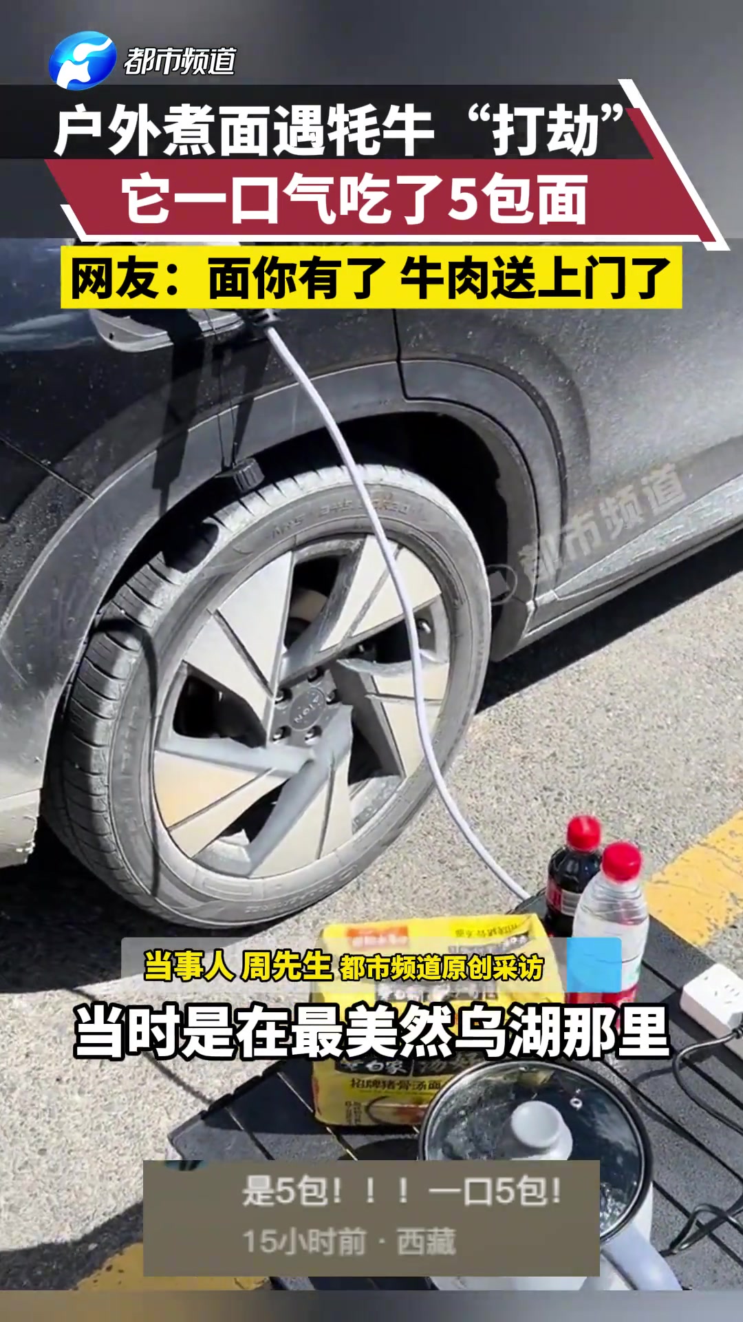 户外煮面遇牦牛“打劫”，它一口气吃了5包面网友：牛肉面来了