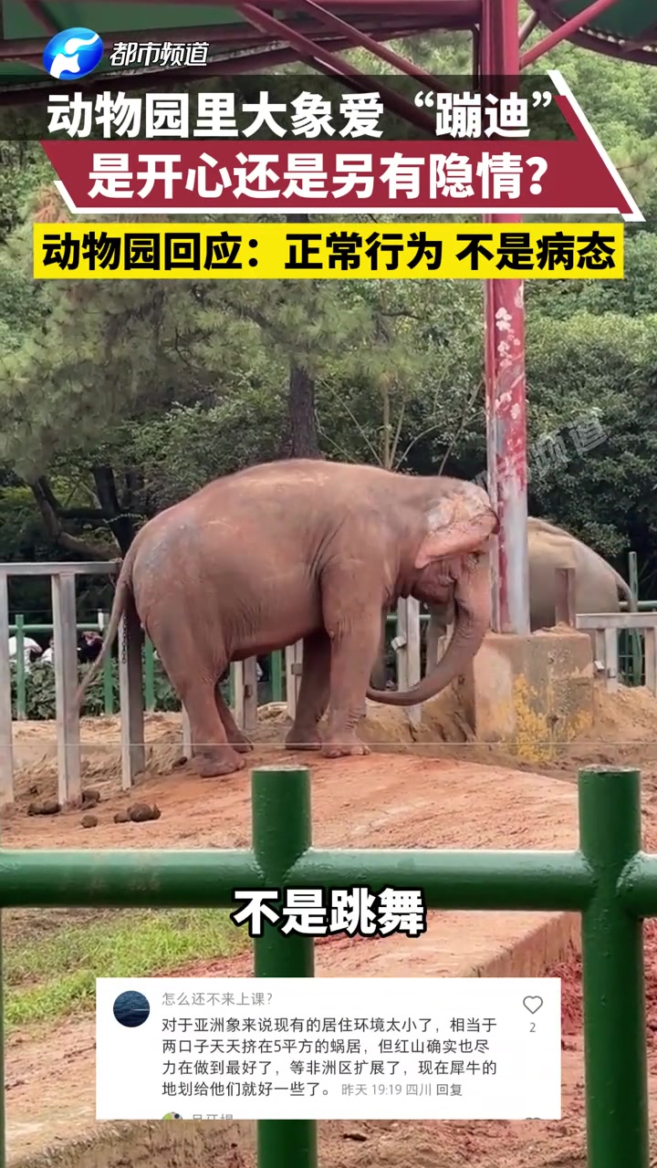 动物园里大象爱“蹦迪”，是开心还是另有隐情