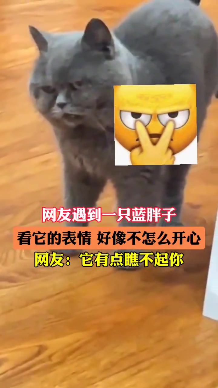 网友遇到一只蓝胖子，被它的表情吸引到了