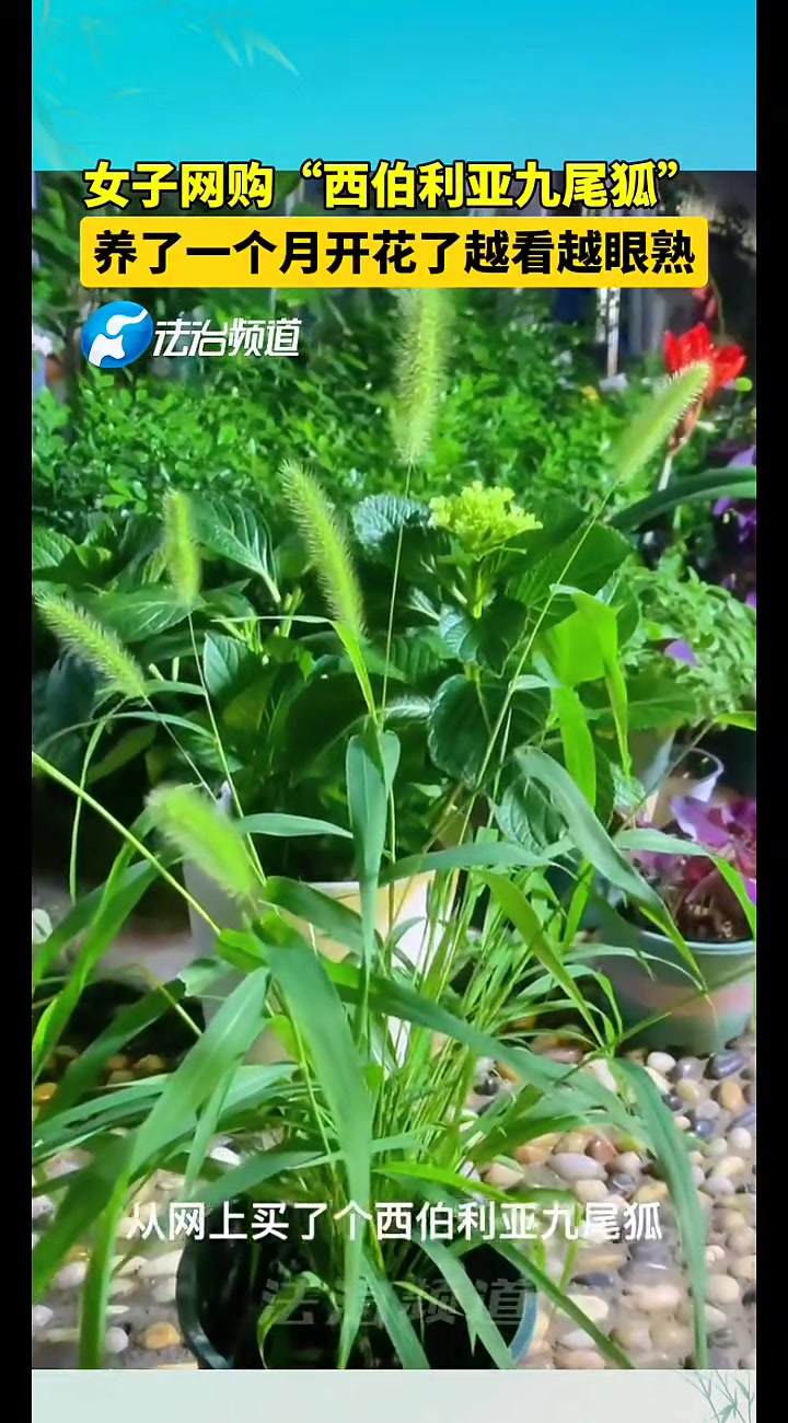 女子网购“西伯利亚九尾狐”，养了一个月后越看越眼熟