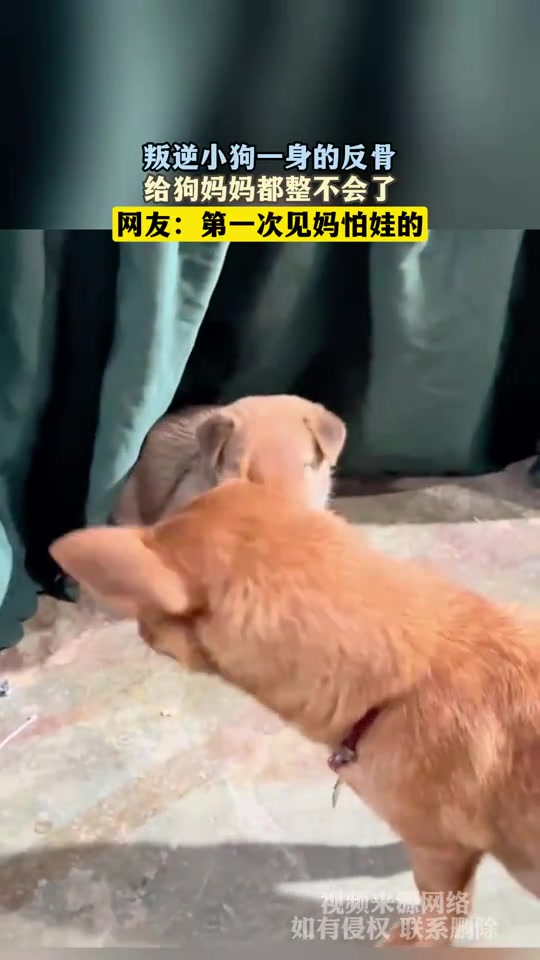 叛逆小狗一身的反骨，给狗妈妈都整不会了
