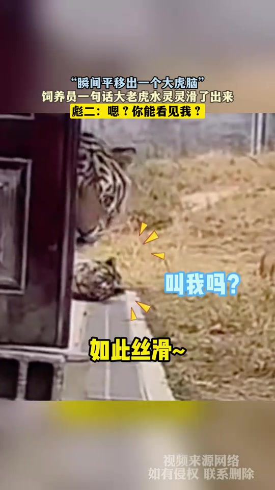 “瞬间平移出一个大虎脑”，饲养员一句话大老虎水灵灵滑了出来
