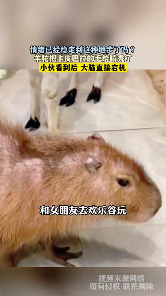 情绪已经稳定到这种地步了吗羊驼把卡皮巴拉的毛给啃秃了