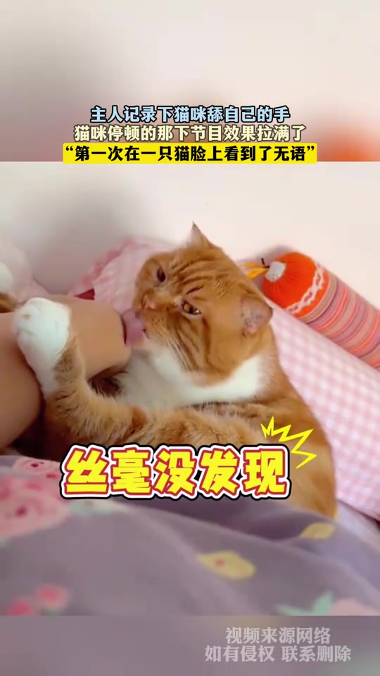 主人记录下猫咪舔自己的手，猫咪停顿的那下节目效果拉满了