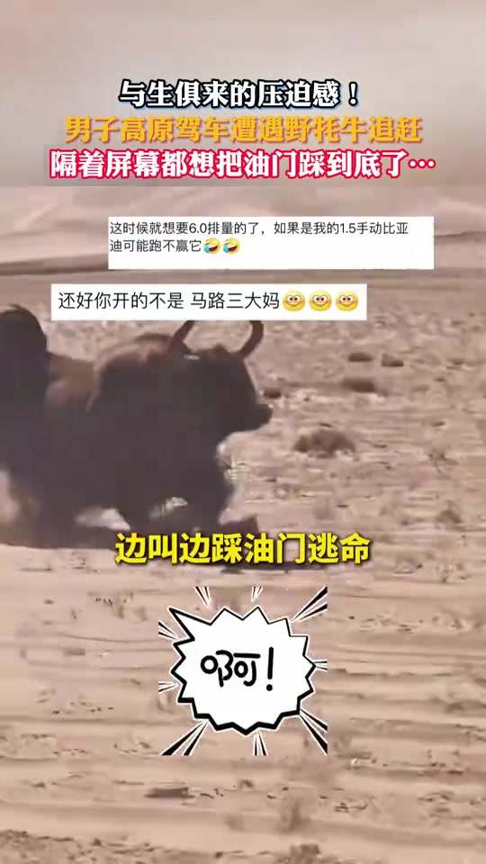 男子高原驾车遭遇野牦牛追赶