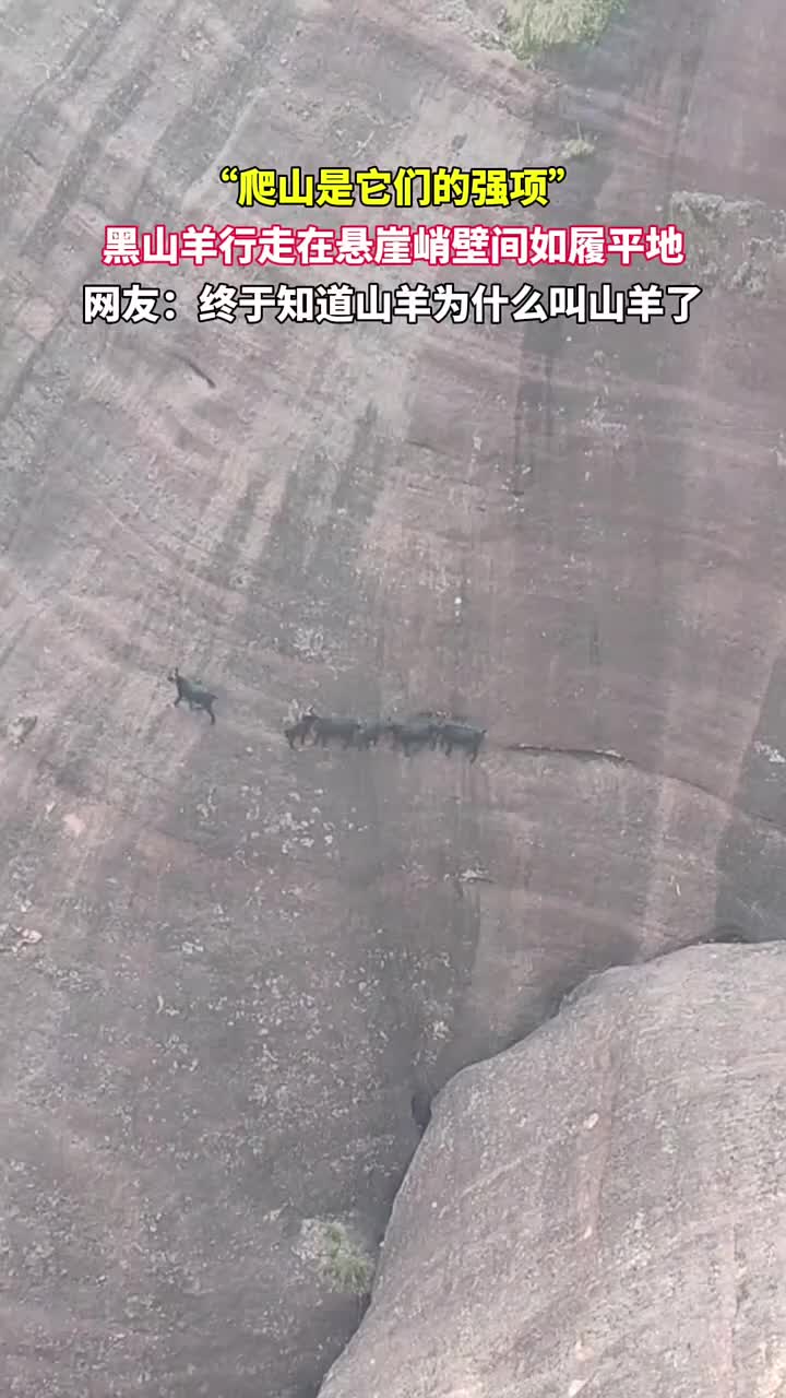 黑山羊行走在悬崖峭壁间如履平地，网友：终于为什么叫山羊了