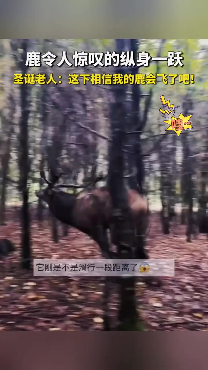 鹿令人惊叹的纵身一跃！难怪圣诞老人会选它！