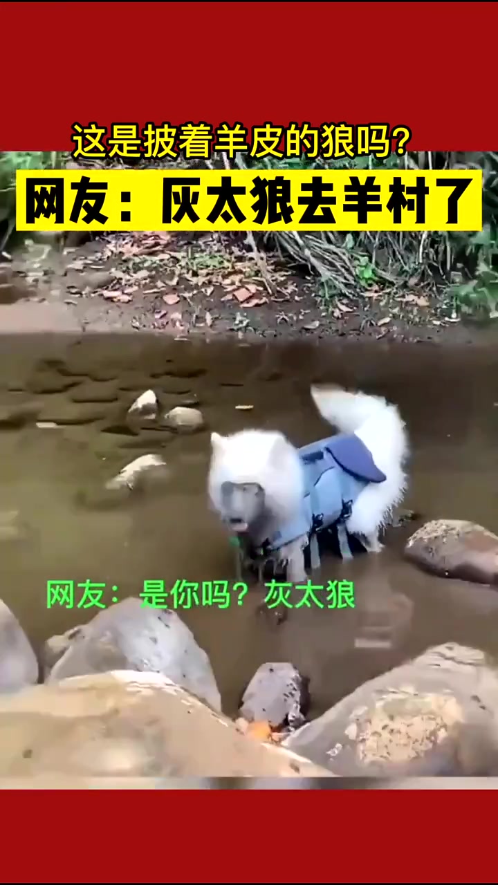 哦豁！这是披着羊皮的狼吗