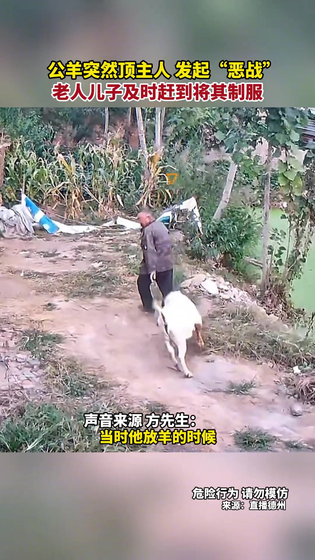 公羊突然顶主人发起“恶战”老人儿子及时赶到将其制服