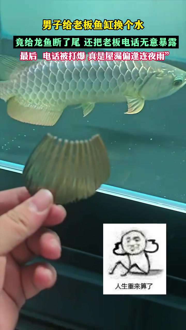 男子给老板鱼缸换个水，竟给龙鱼断了尾，还把老板电话无意暴露！