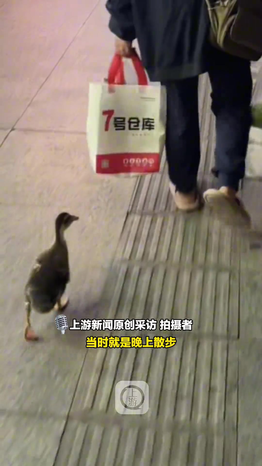 大爷把小鸭子当宠物养，带着买菜一块散步