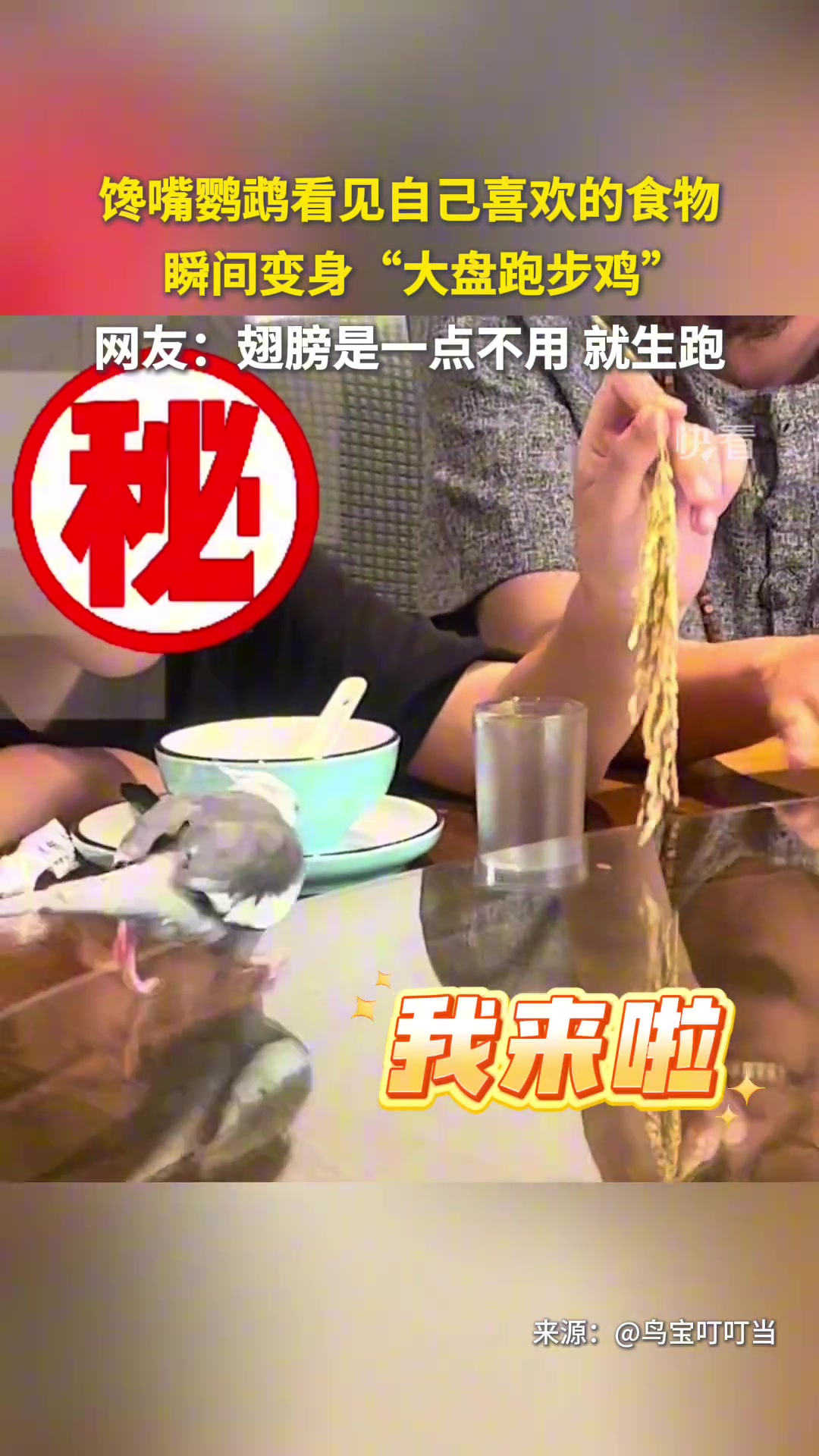 馋嘴鹦鹉看到自己最爱瞬间变身“大盘跑步鸡”