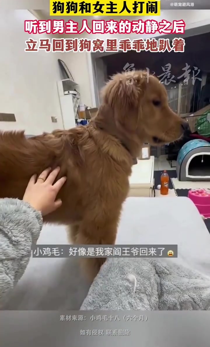 像极了小时候在家偷看电视的我