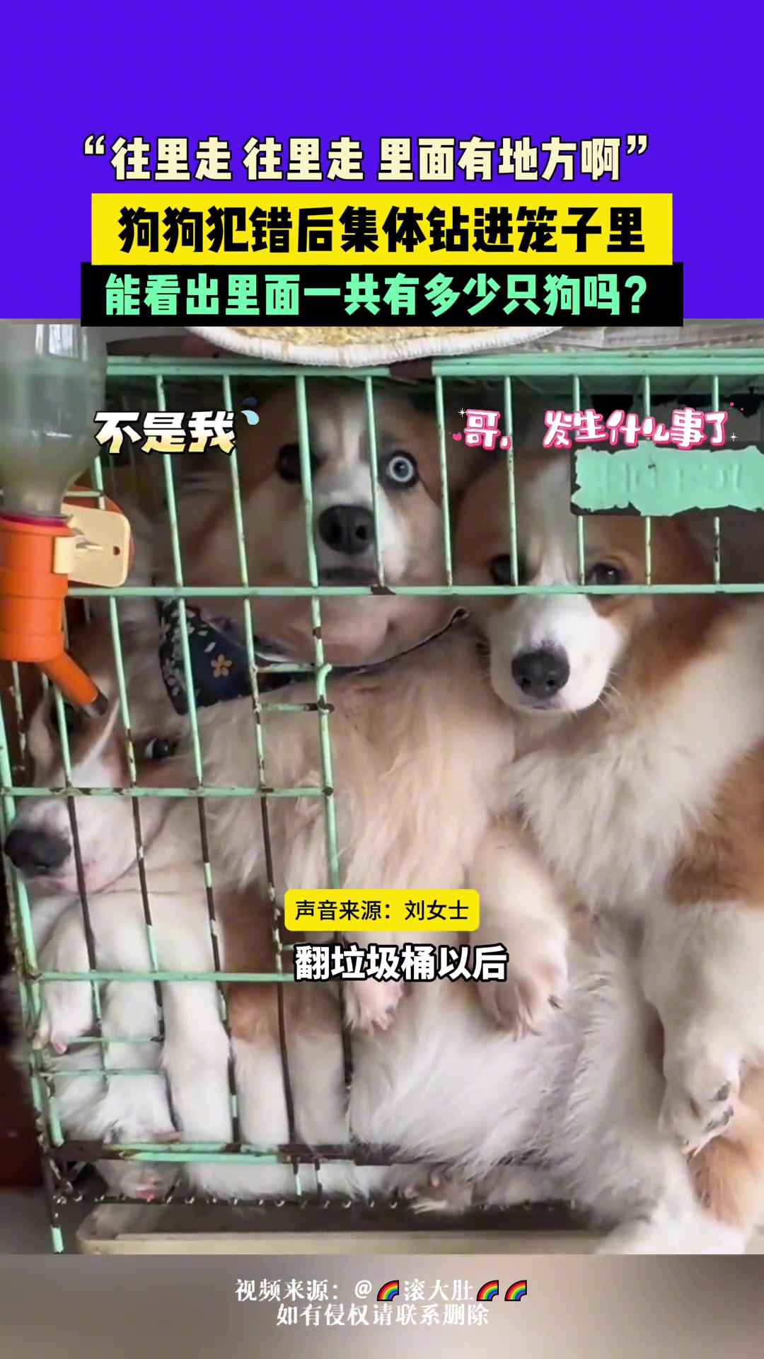 “往里走往里走里面有地方啊”，狗狗犯错后集体钻进笼子里