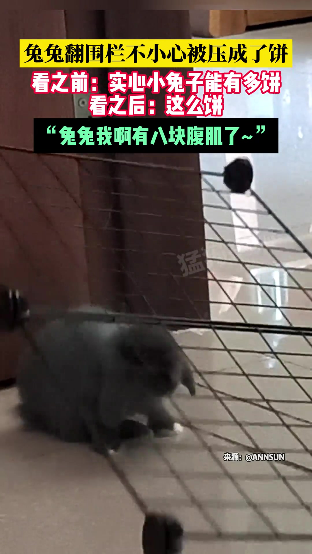 兔兔翻围栏不小心被压成了饼