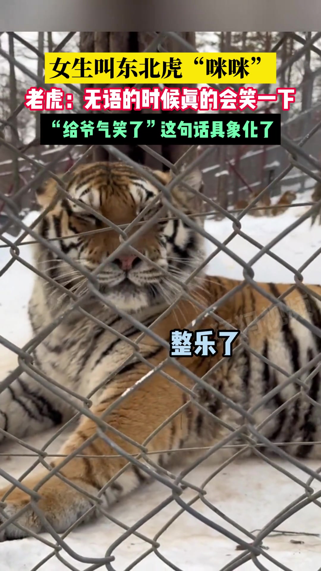 女生叫东北虎“咪咪”，老虎：无语的时候真的会笑一下