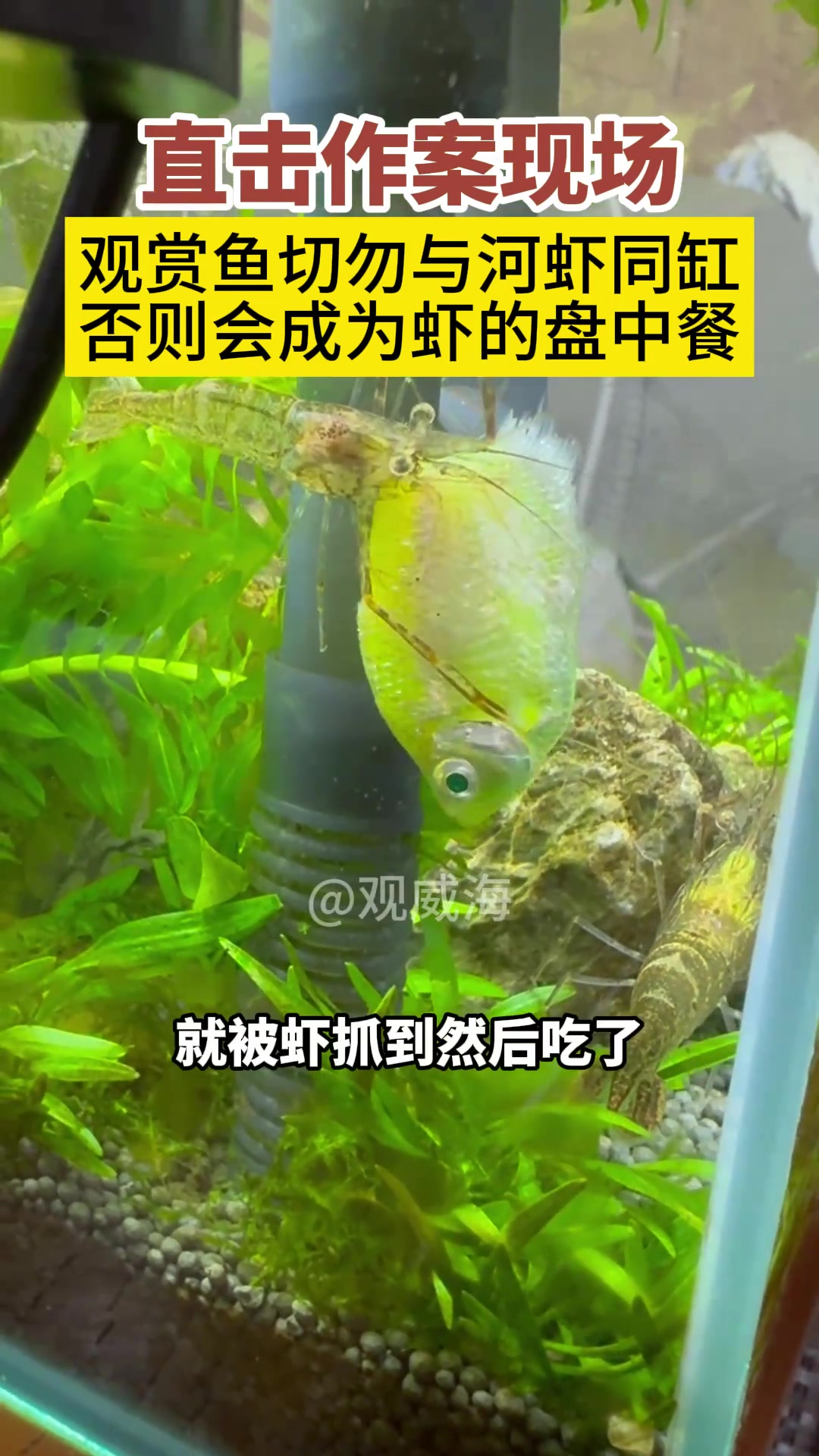 河里捕的小虾太生猛，超市买的小鱼全部沦为它的盘中餐！