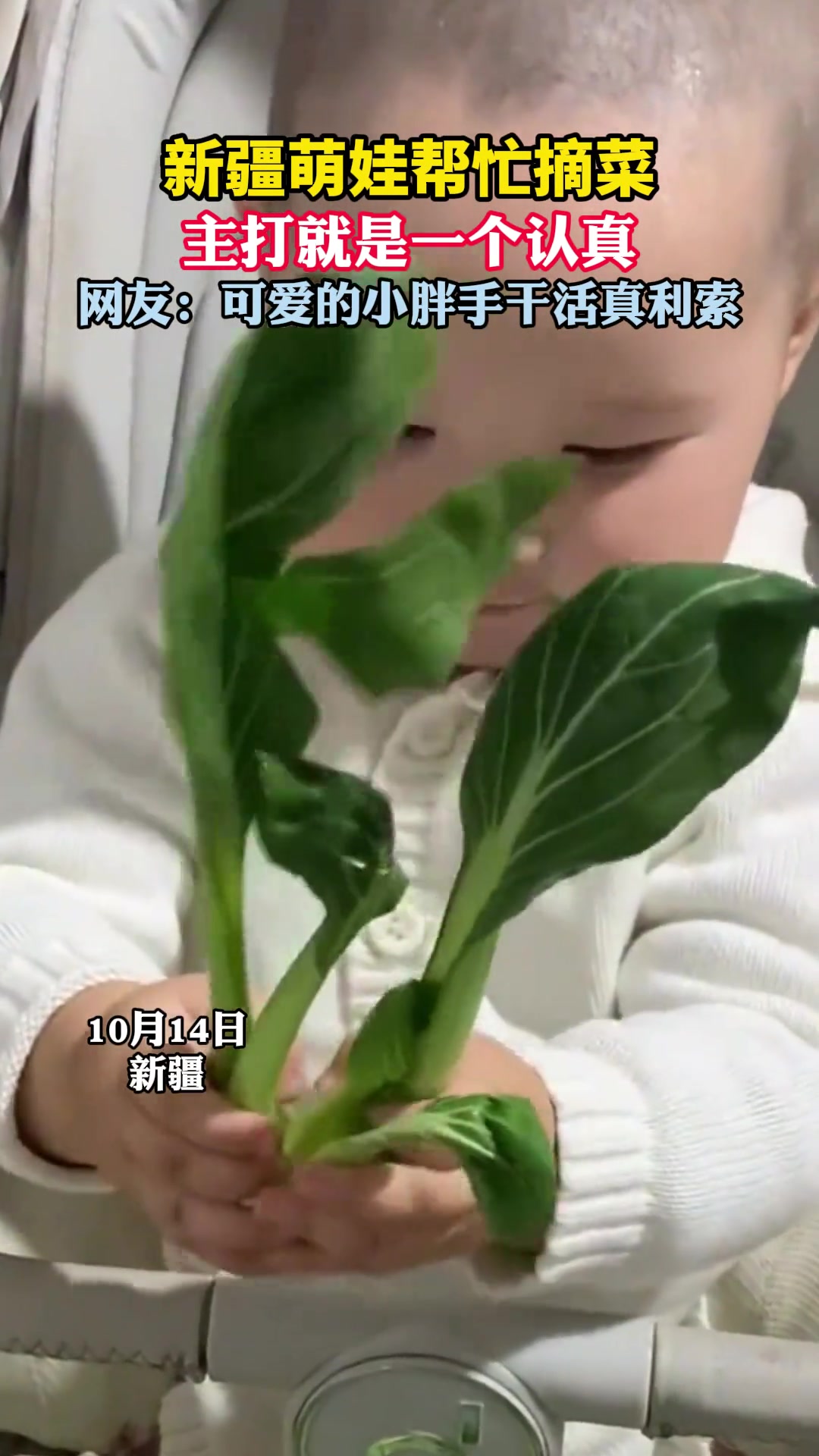 新疆萌娃帮忙摘菜，主打就是一个认真