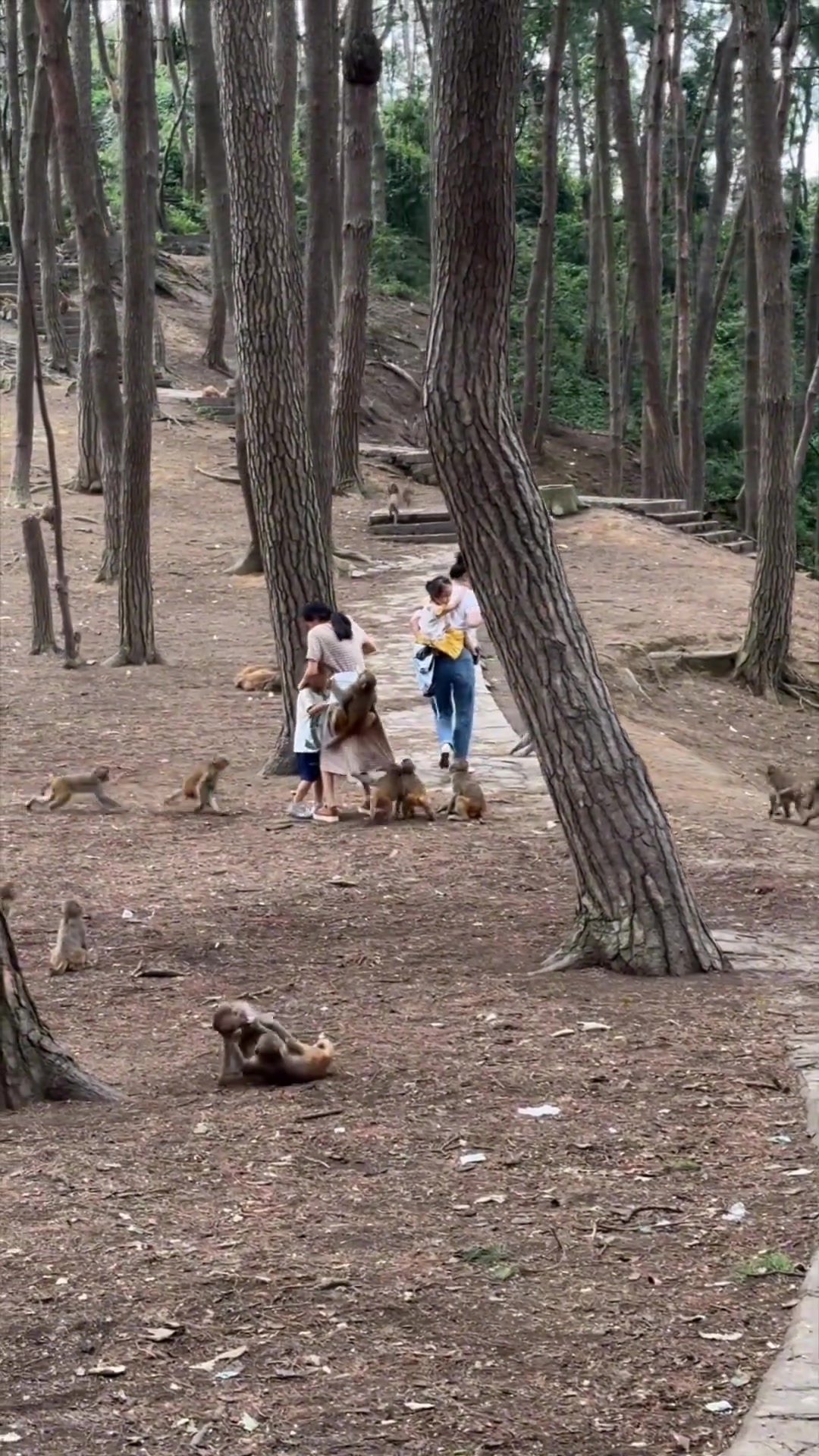 祖孙四人遭猴群围攻