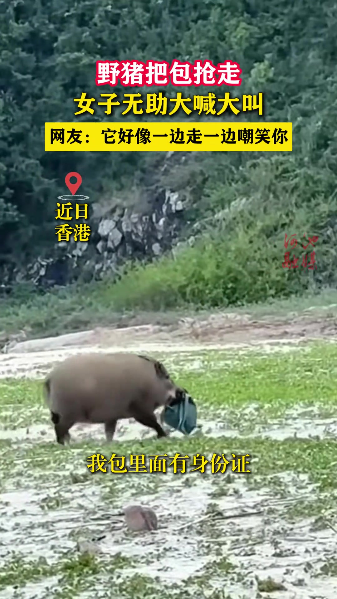 野猪把包抢走，女子无助大喊大叫！
