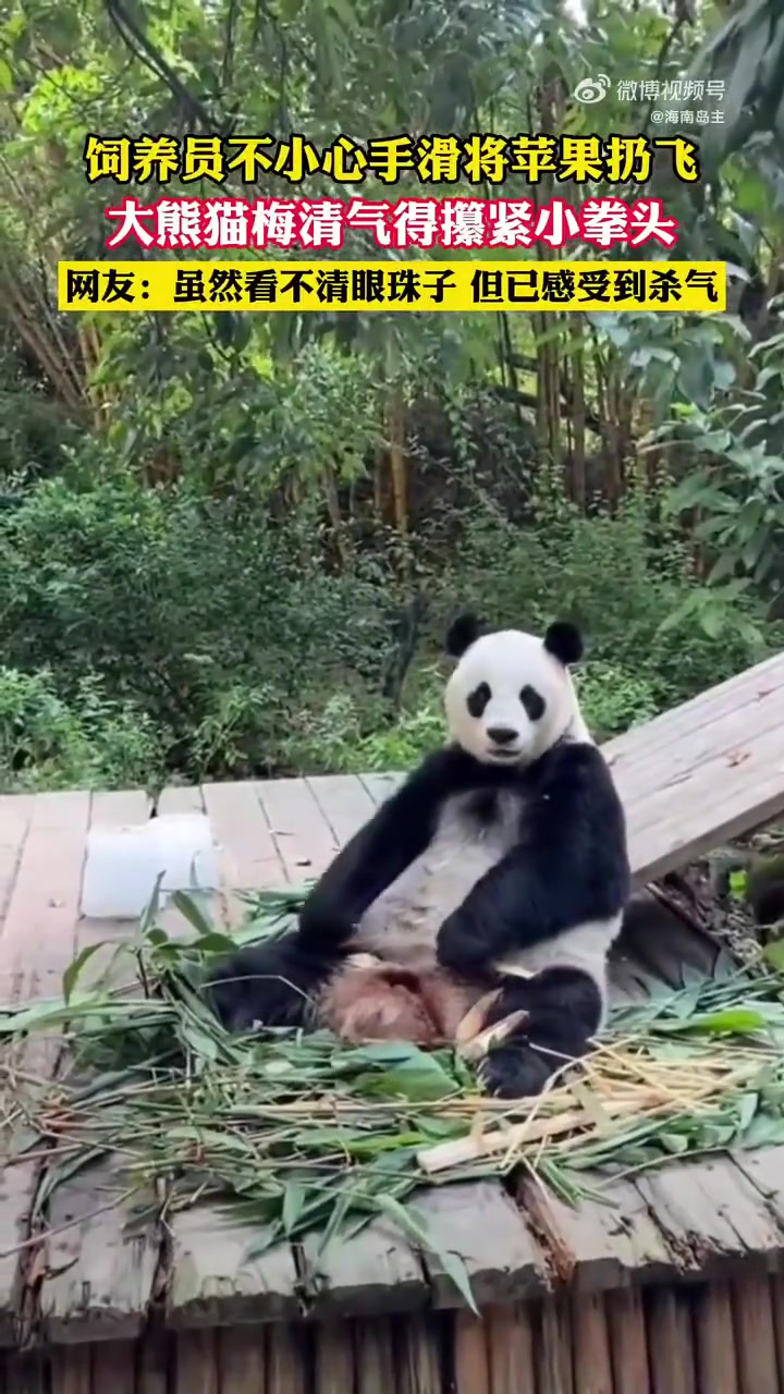 熊猫你过来靠近我，我给你说点好听的