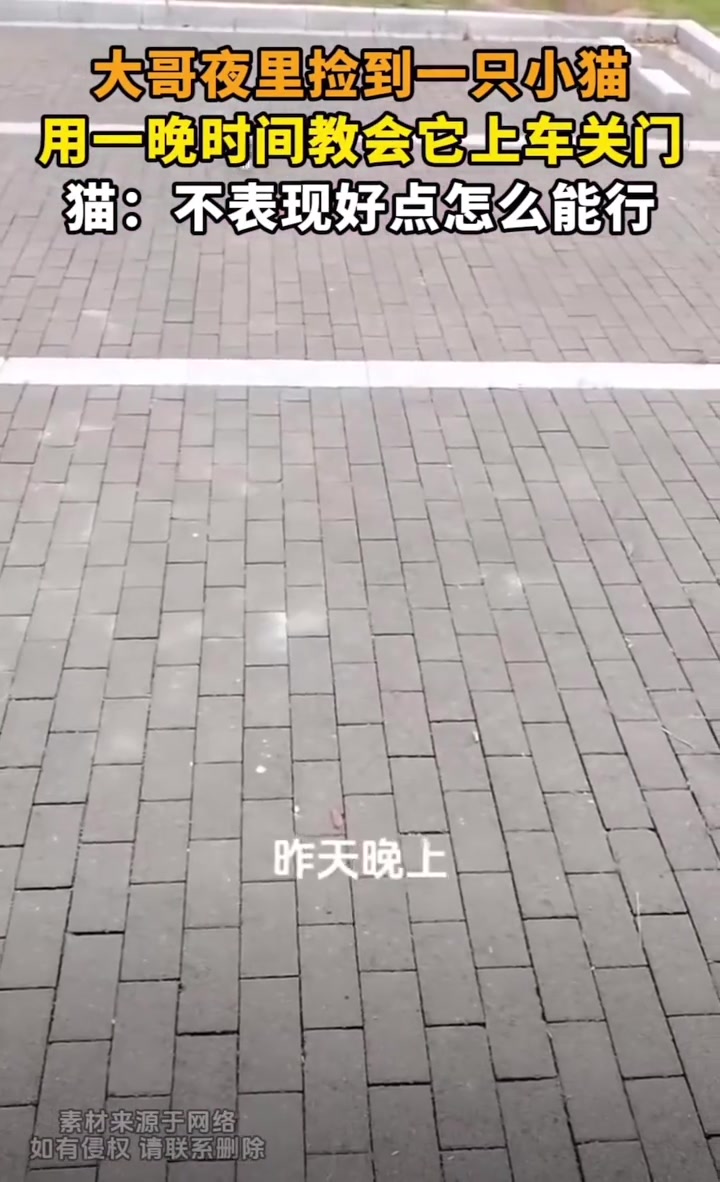 猫：出来遛个弯，居然被抓去军训了一晚上