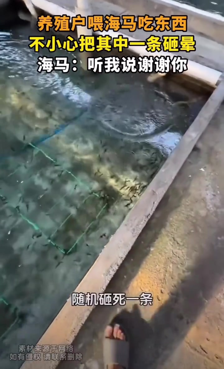 养殖户喂饲料，不小心把海马砸晕！