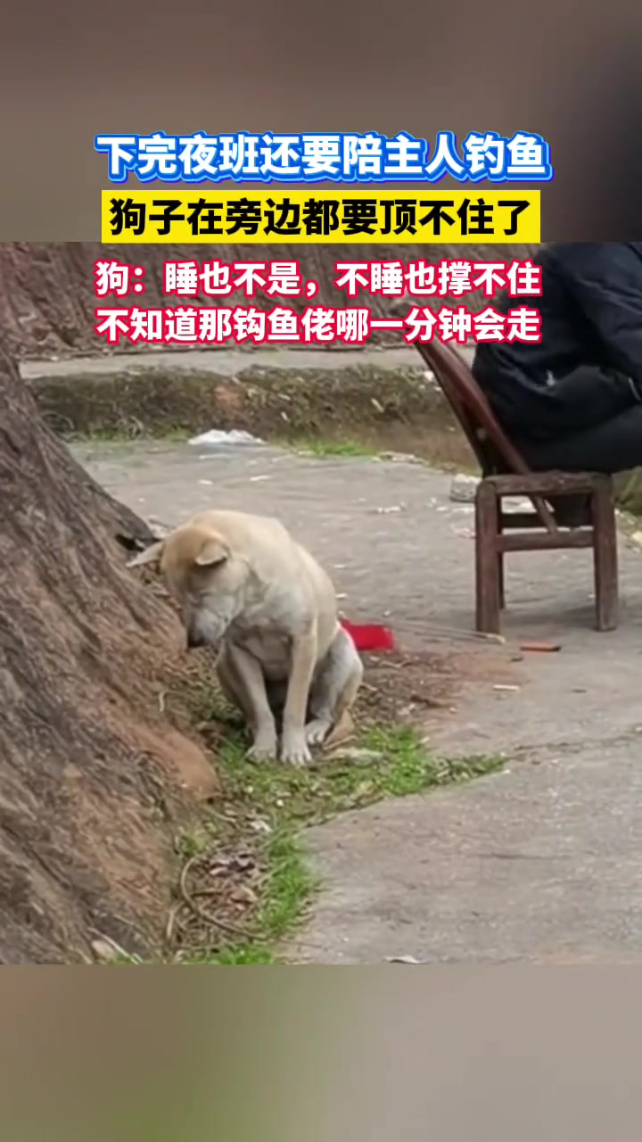 下完夜班还要陪主人钓鱼，狗子在旁边都要顶不住了